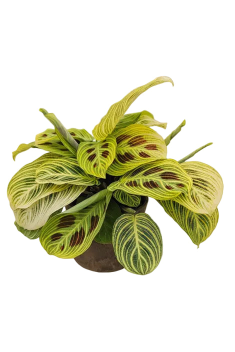 その他の観葉植物