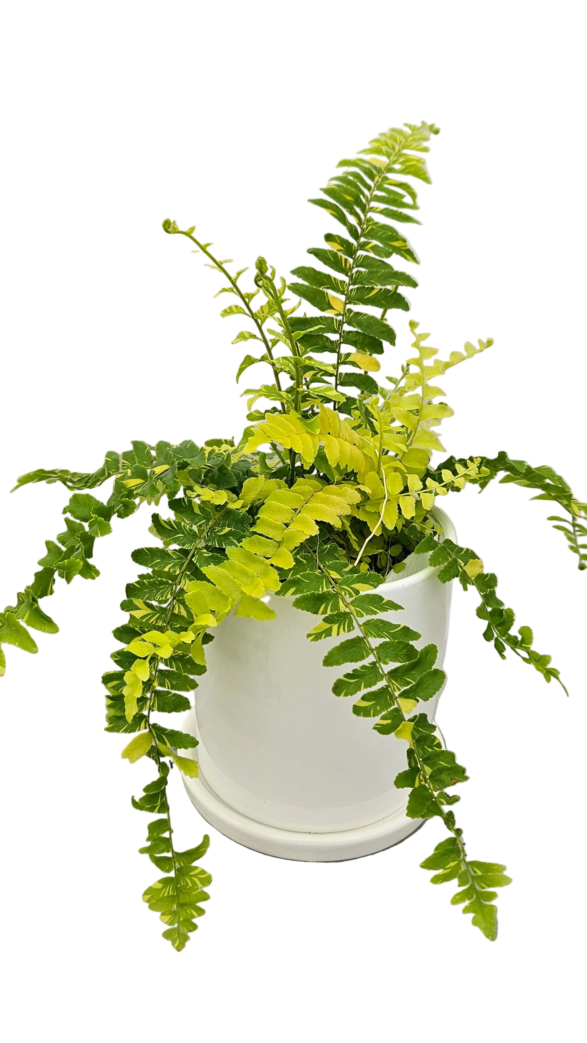 観葉植物