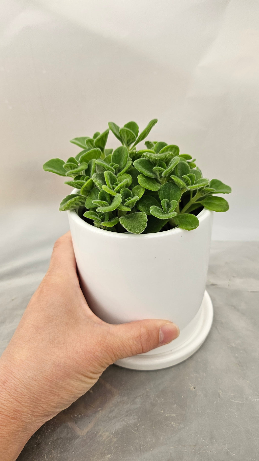 送料無料　アロマティカス　陶器鉢入り　観葉植物