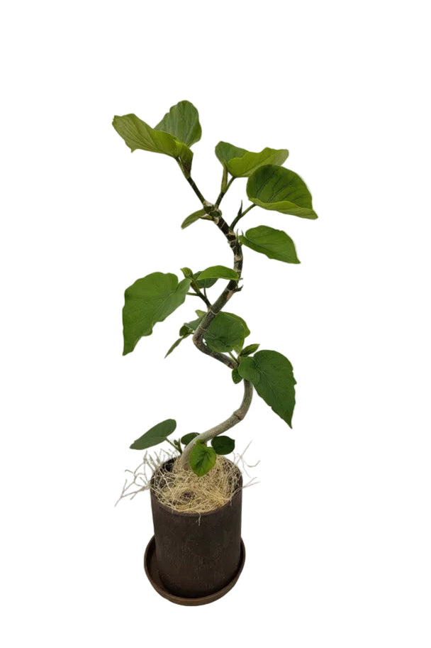 送料無料　フィカス　ウンベラータ　バイオマス　観葉植物
