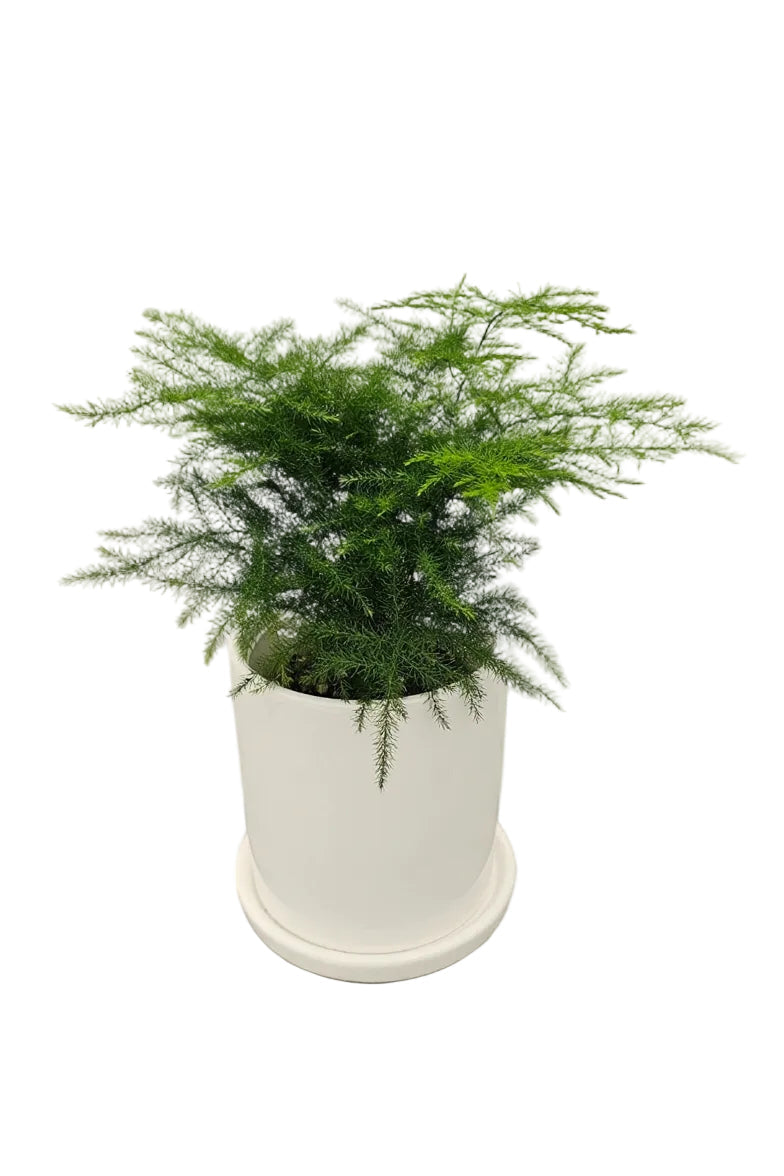 送料無料　アスパラナナス　陶器鉢　観葉植物