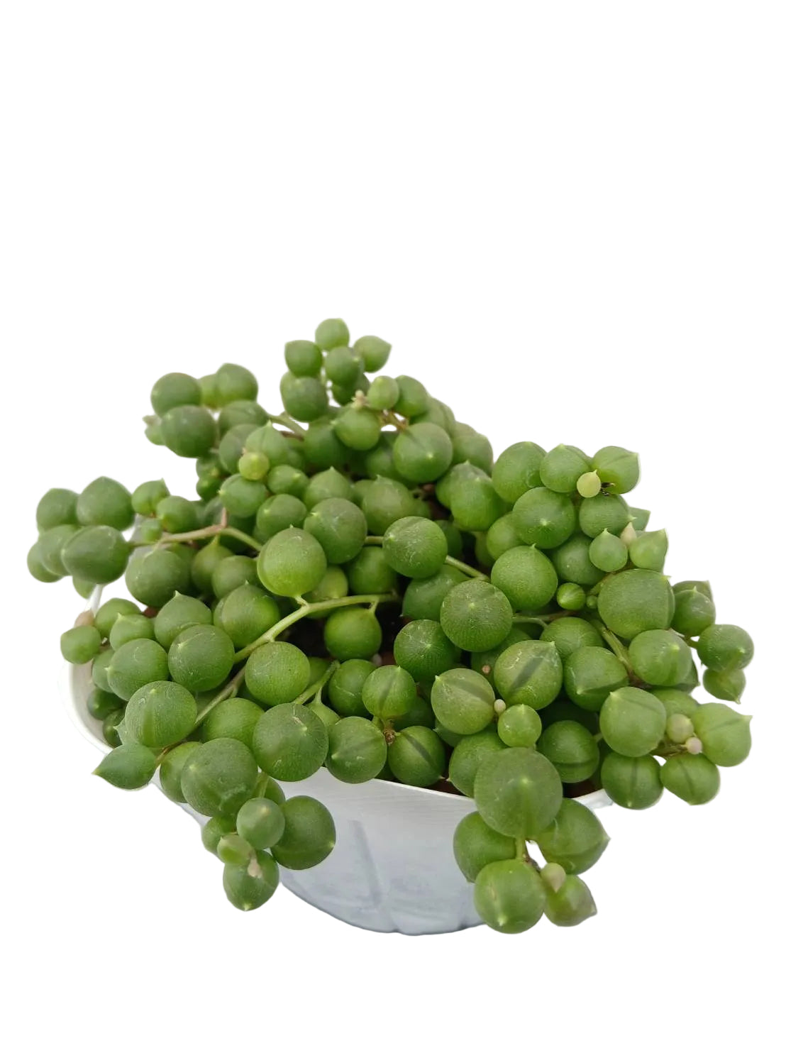送料無料　グリーンネックレス　観葉植物
