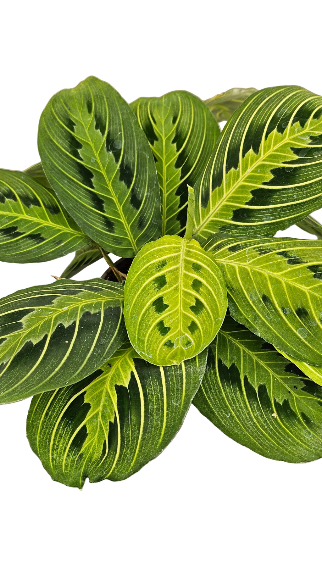 送料無料　マランタレモンライム　観葉植物　