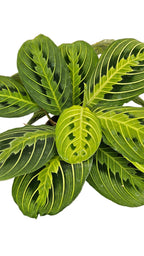 送料無料　マランタレモンライム　観葉植物　