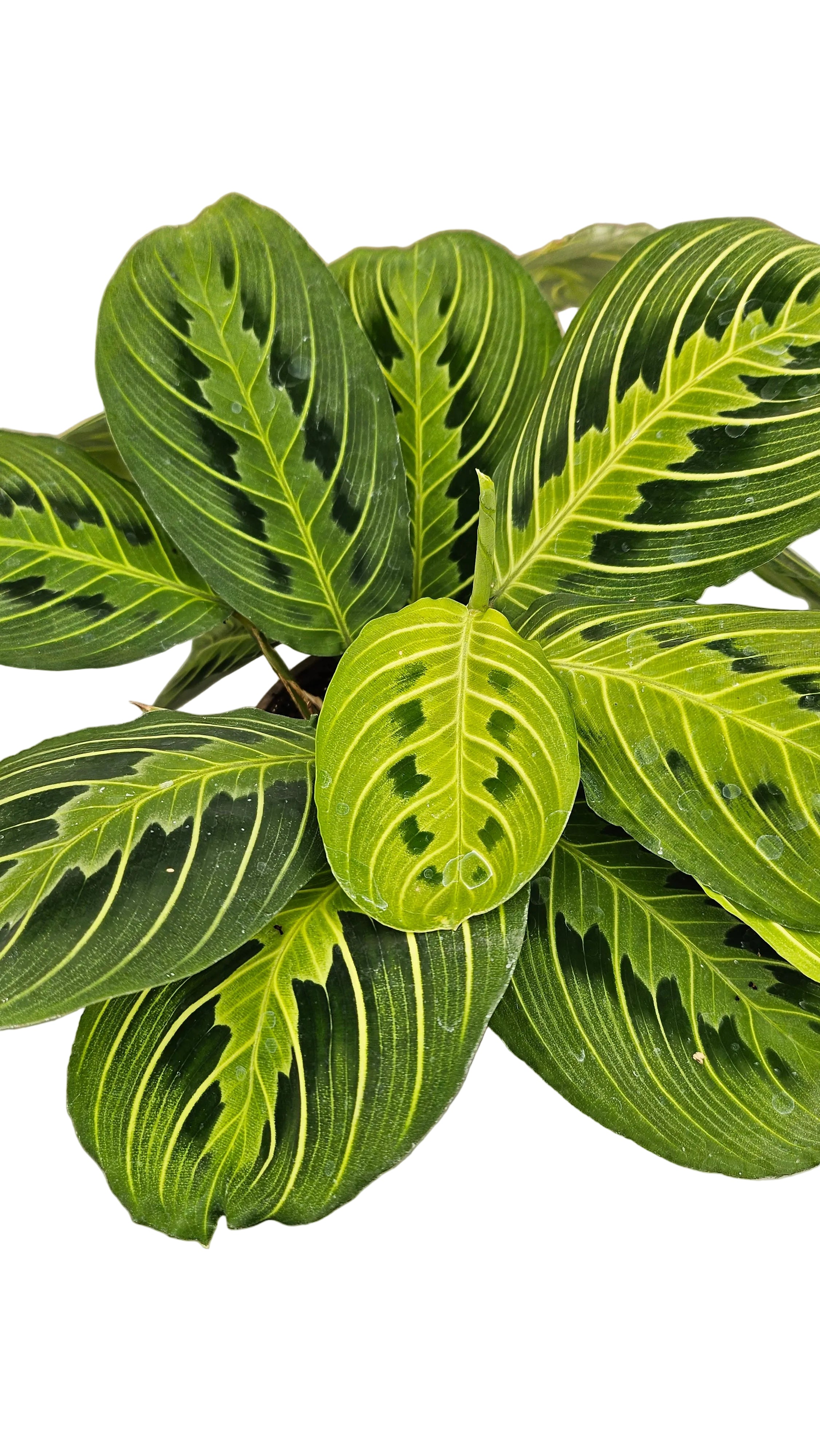 送料無料　マランタレモンライム　観葉植物　