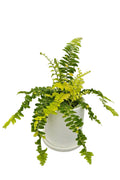 送料無料　シダ　タイガー　陶器鉢　観葉植物