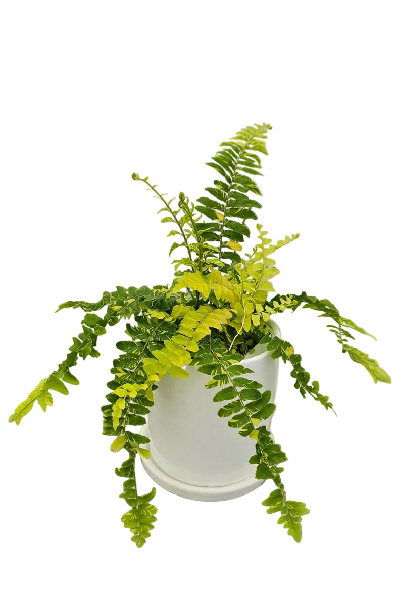 送料無料　シダ　タイガー　陶器鉢　観葉植物