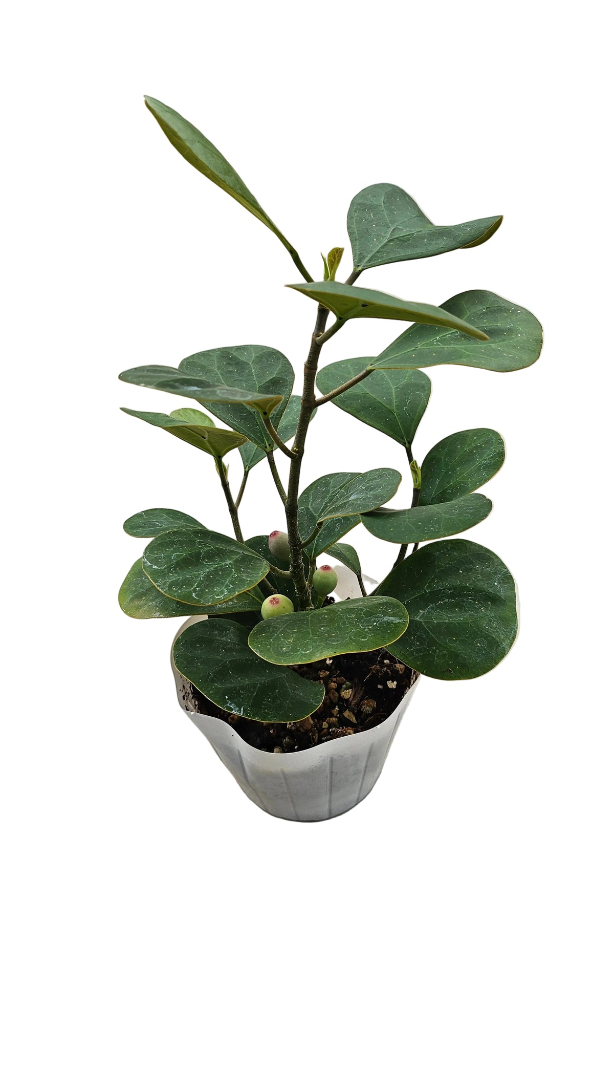 送料無料　フィカスゴールドコイン　観葉植物