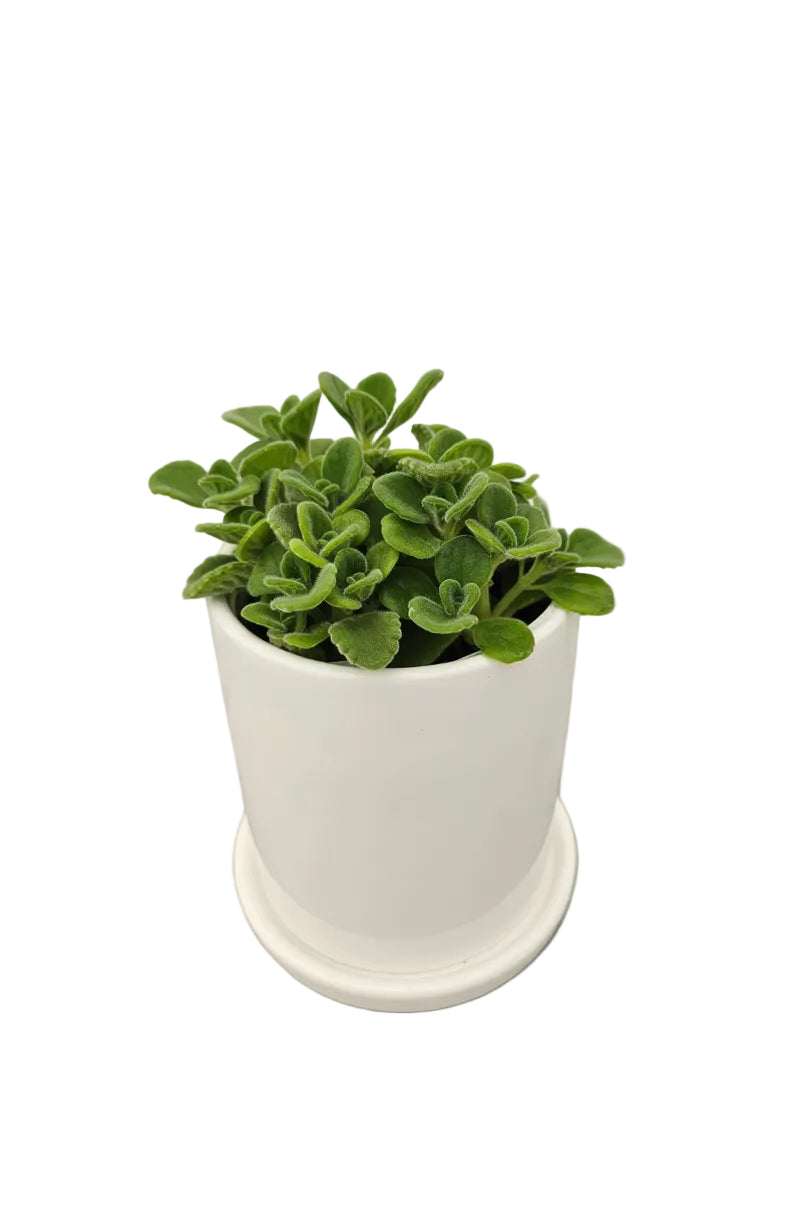 送料無料　アロマティカス　陶器鉢入り　観葉植物