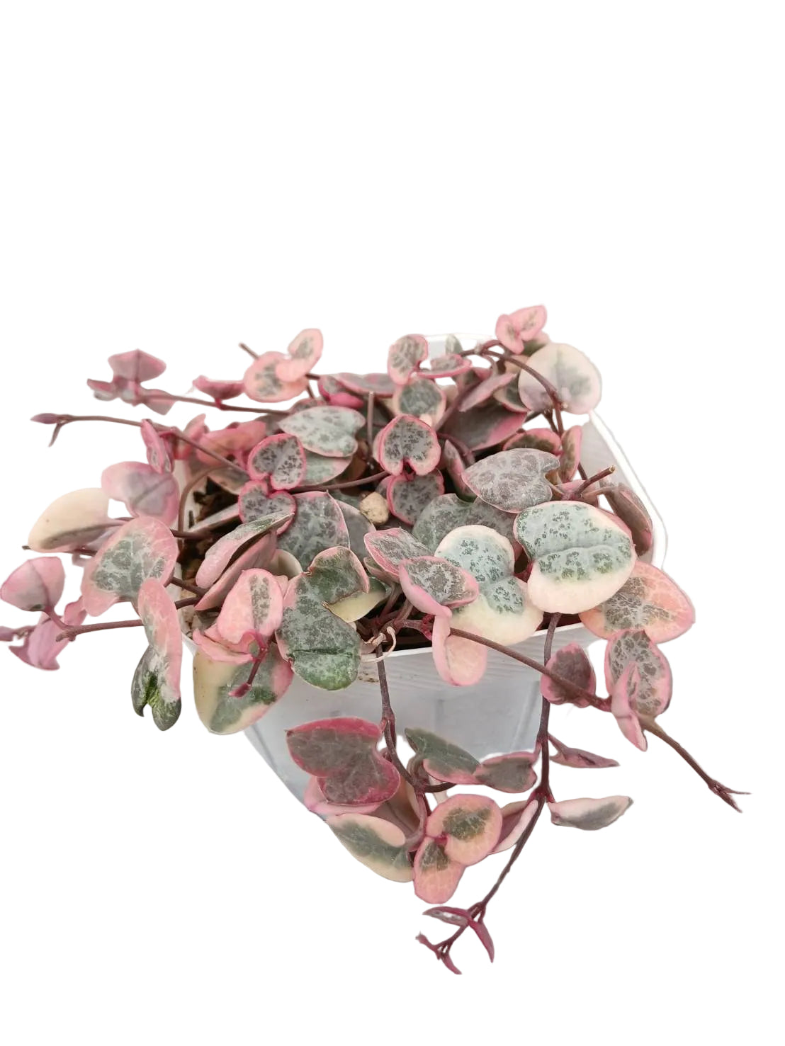 送料無料　レディーハート　観葉植物