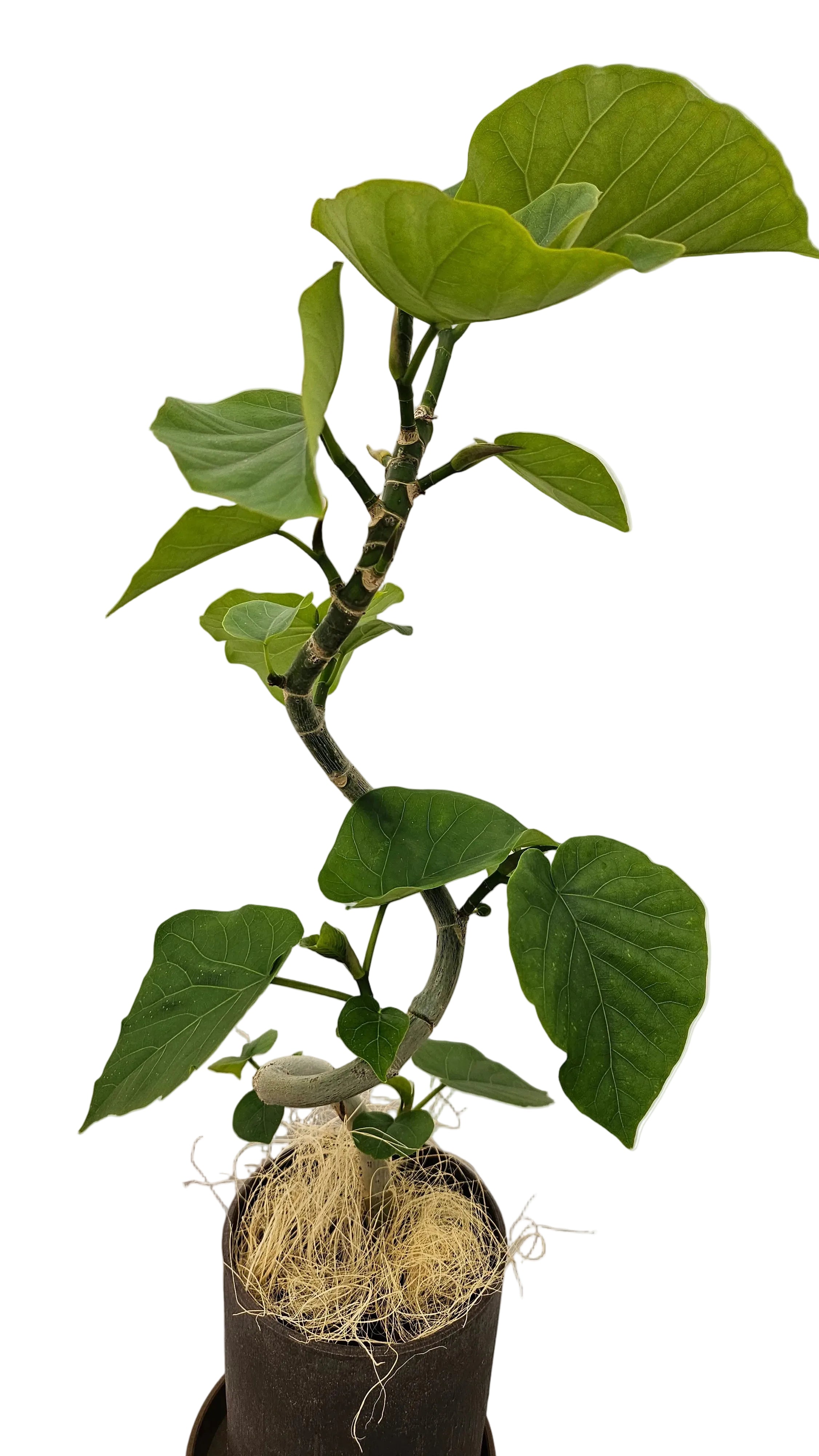 送料無料　フィカス　ウンベラータ　バイオマス　観葉植物