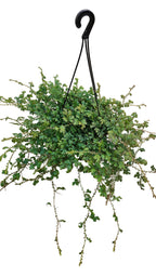 送料無料　レインボーファン　吊り鉢　観葉植物
