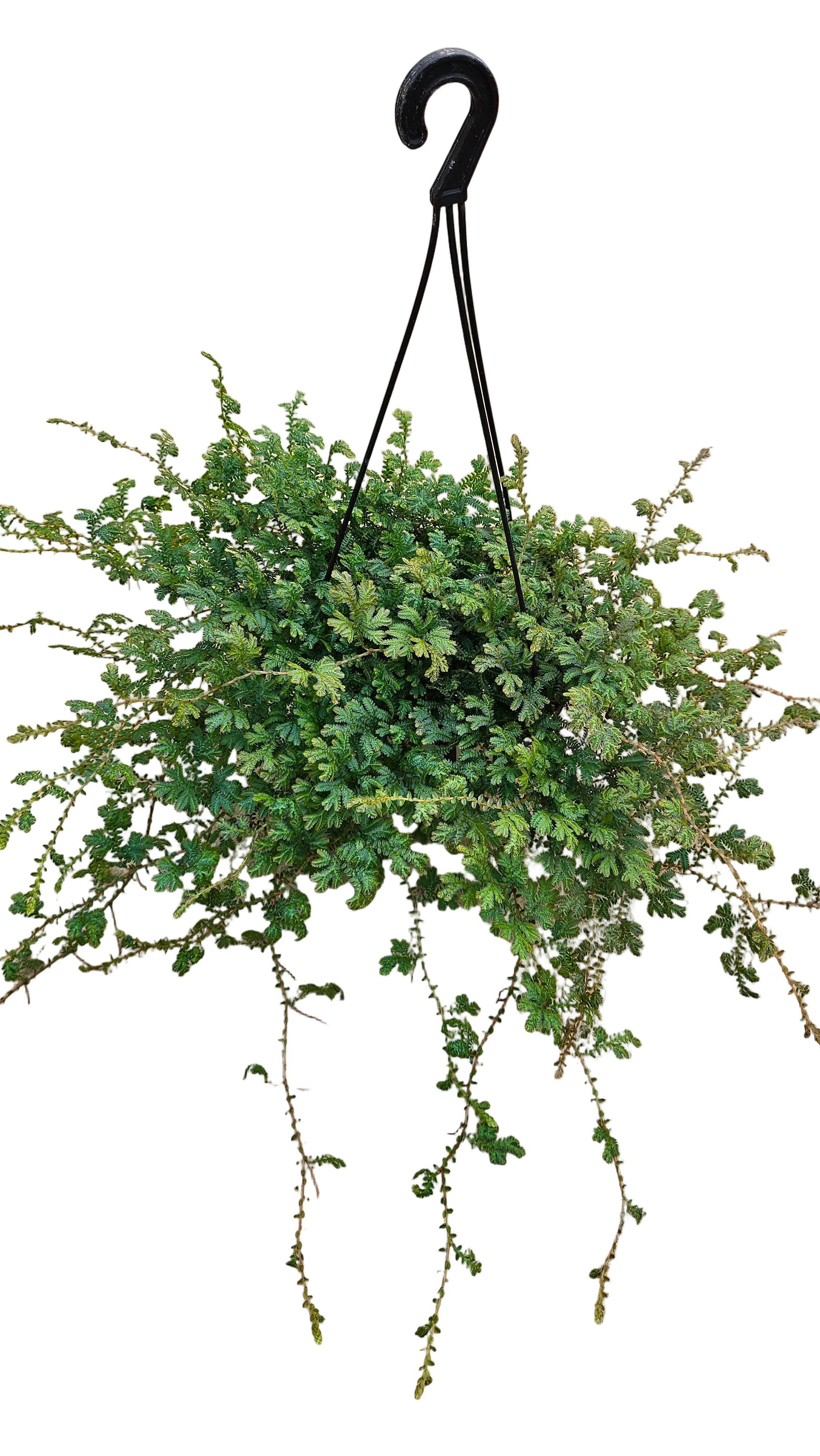 送料無料　レインボーファン　吊り鉢　観葉植物