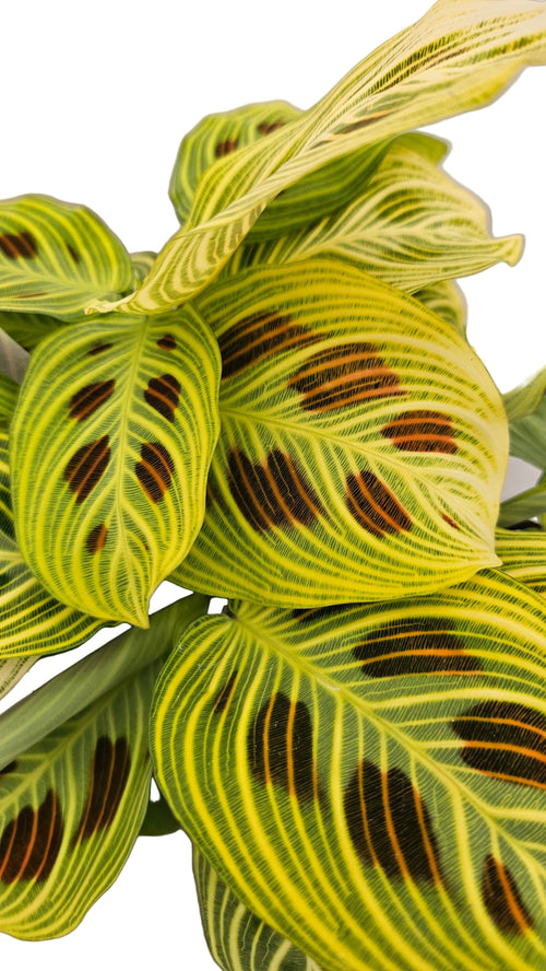送料無料　マランタライトベインズ　観葉植物