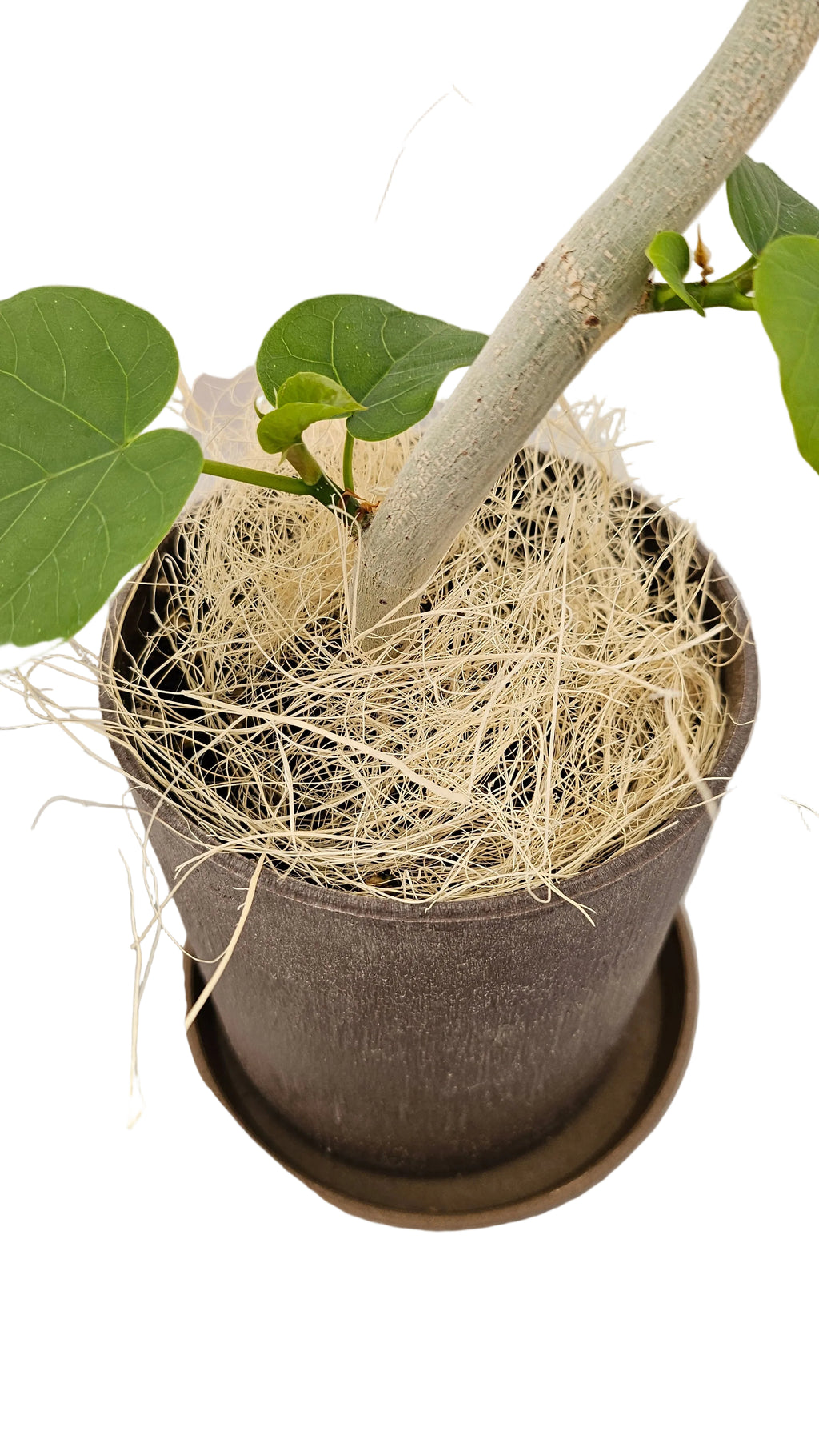 送料無料　フィカス　ウンベラータ　バイオマス　観葉植物