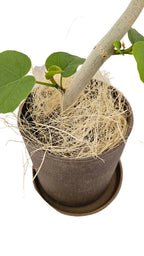 送料無料　フィカス　ウンベラータ　バイオマス　観葉植物