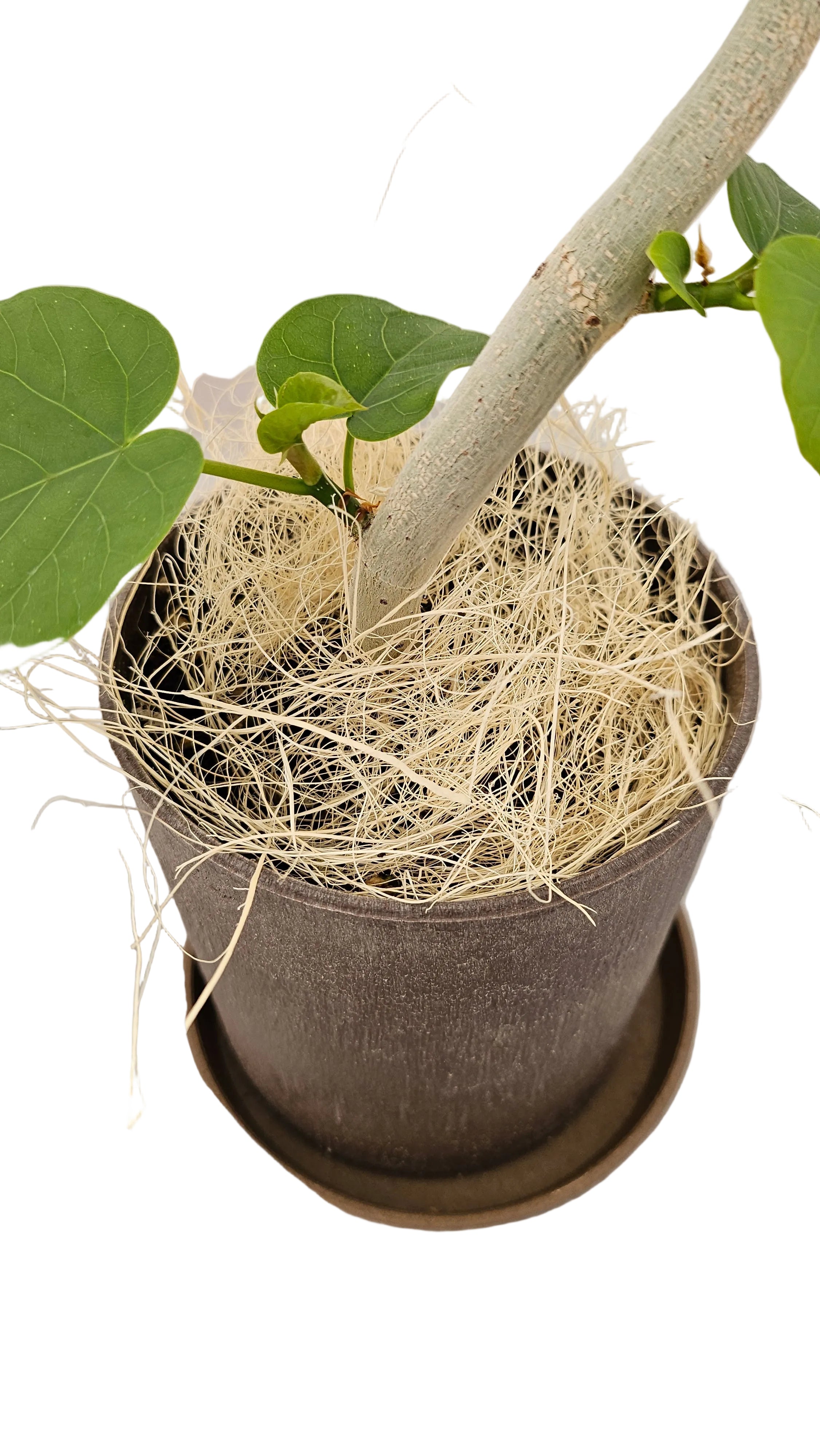 送料無料　フィカス　ウンベラータ　バイオマス　観葉植物