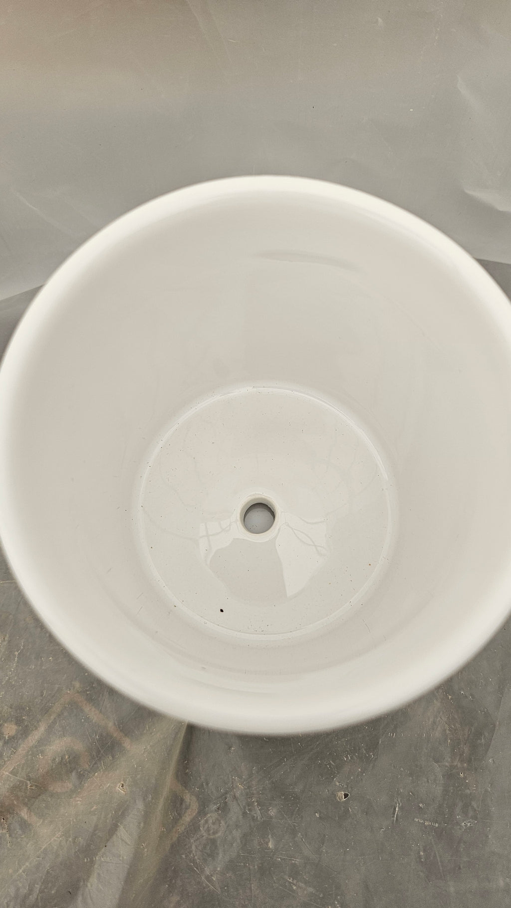 送料無料　ベゴニアマクラータ　陶器鉢　観葉植物