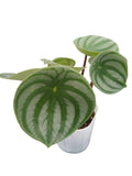送料無料　ペペロミア　アルギレイア　観葉植物