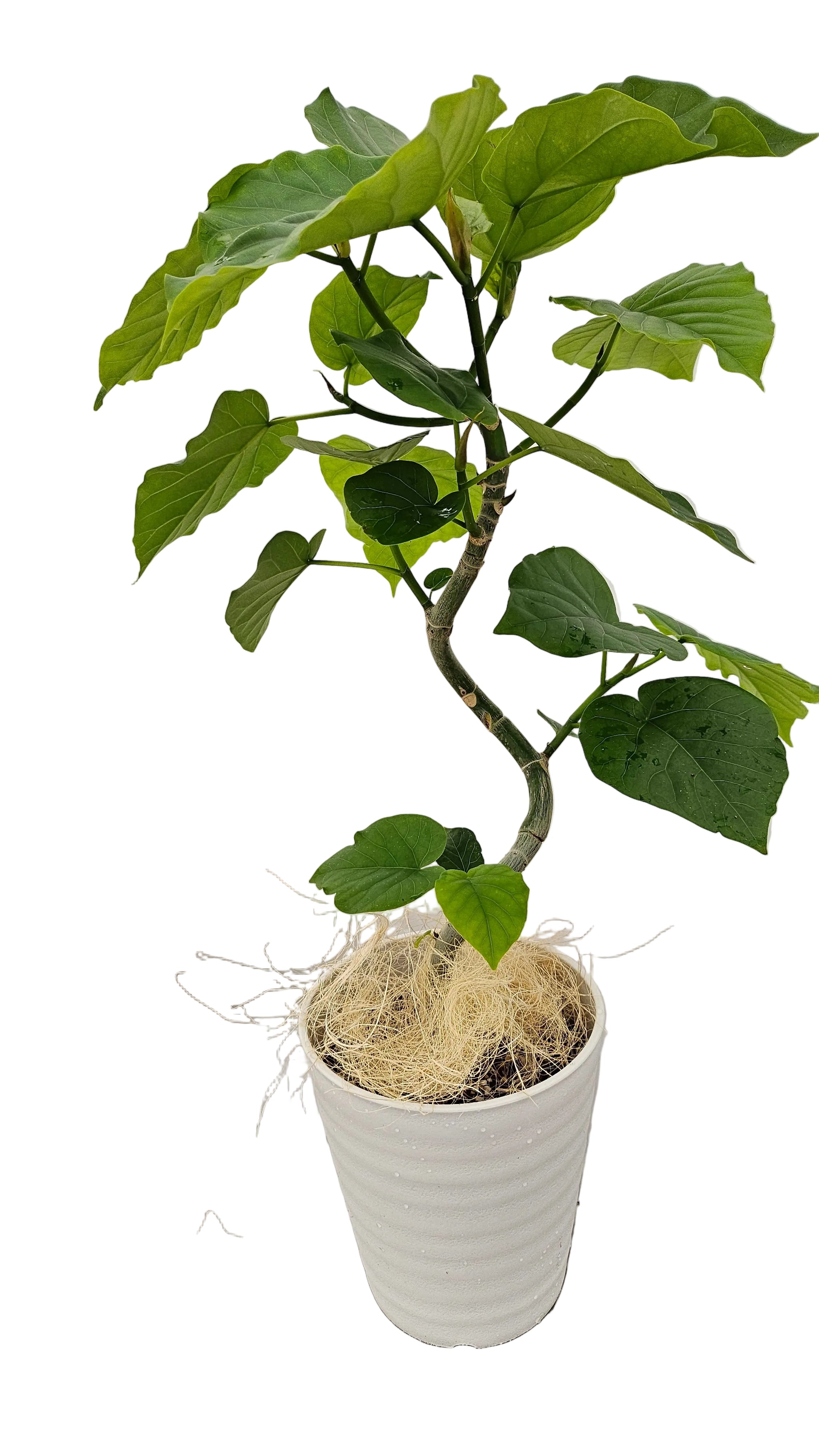 送料無料　フィカス　ウンベラータ　セラート鉢　観葉植物