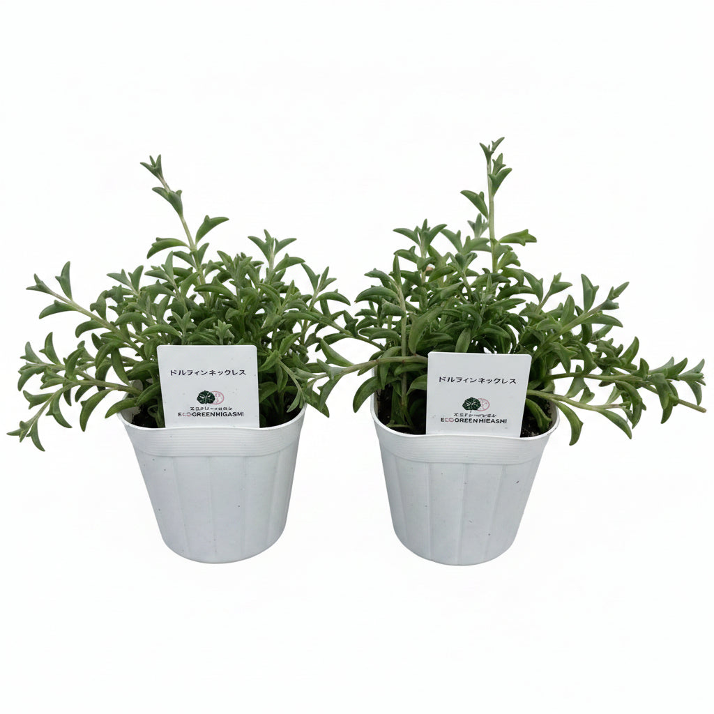 送料無料　2つセットドルフィンネックレス　観葉植物