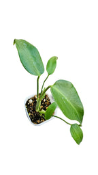 送料無料　モンステラ　バールマルクス　観葉植物