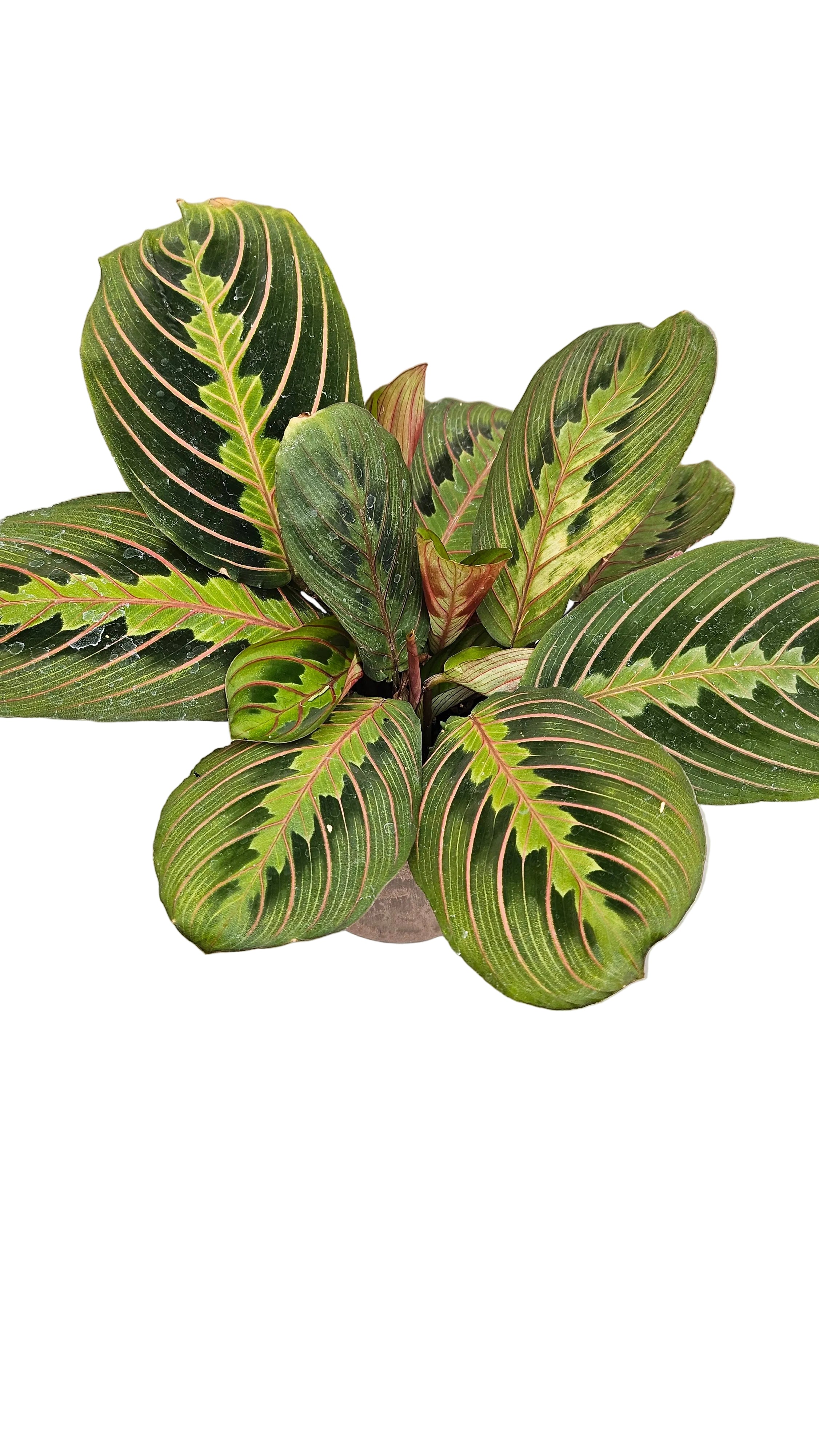 送料無料　マランタレウコネウラ　観葉植物