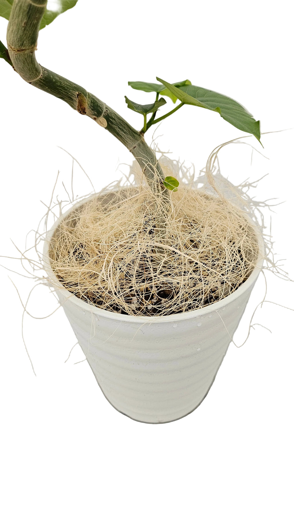 送料無料　フィカス　ウンベラータ　セラート鉢　観葉植物