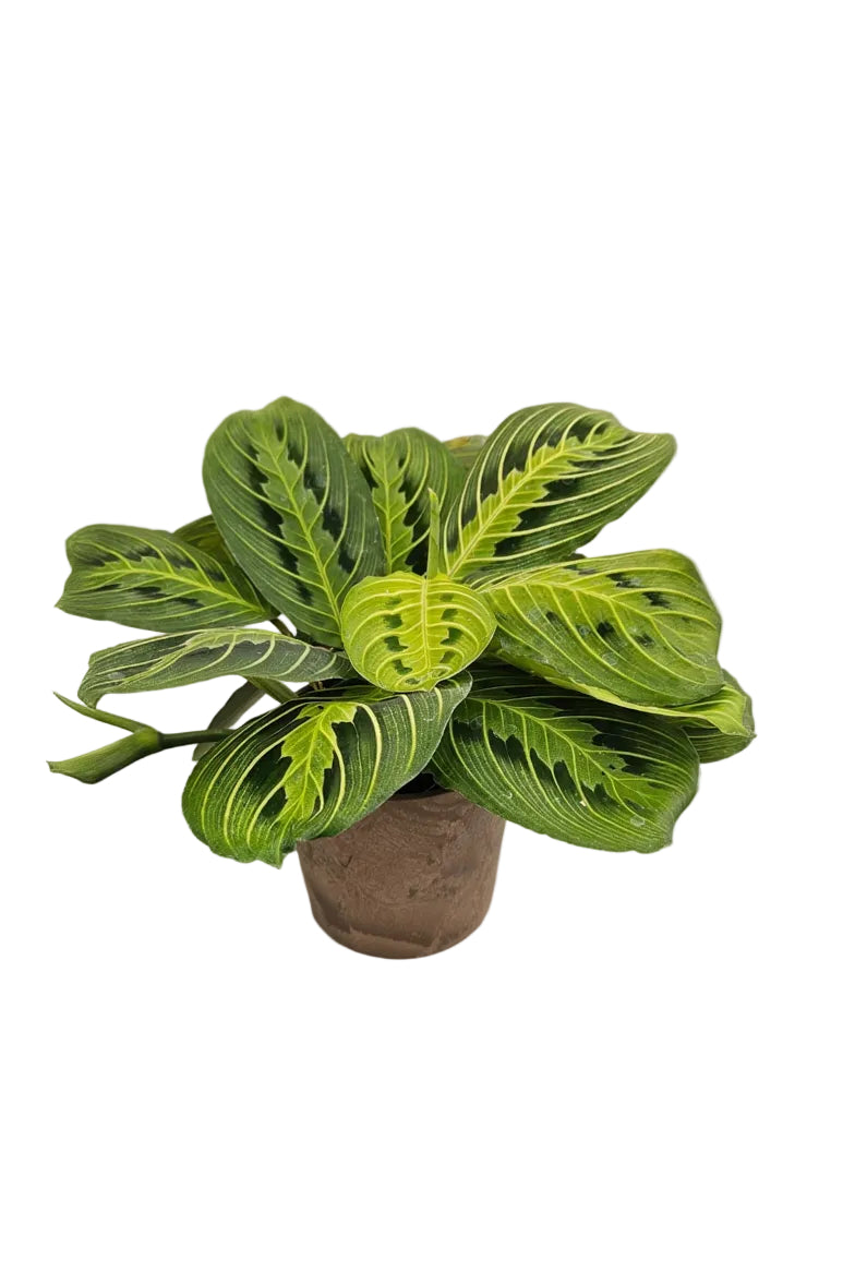 送料無料　マランタレモンライム　観葉植物　