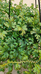 送料無料　レインボーファン　吊り鉢　観葉植物