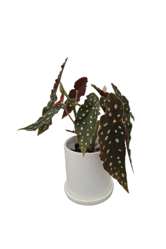 送料無料　ベゴニアマクラータ　陶器鉢　観葉植物