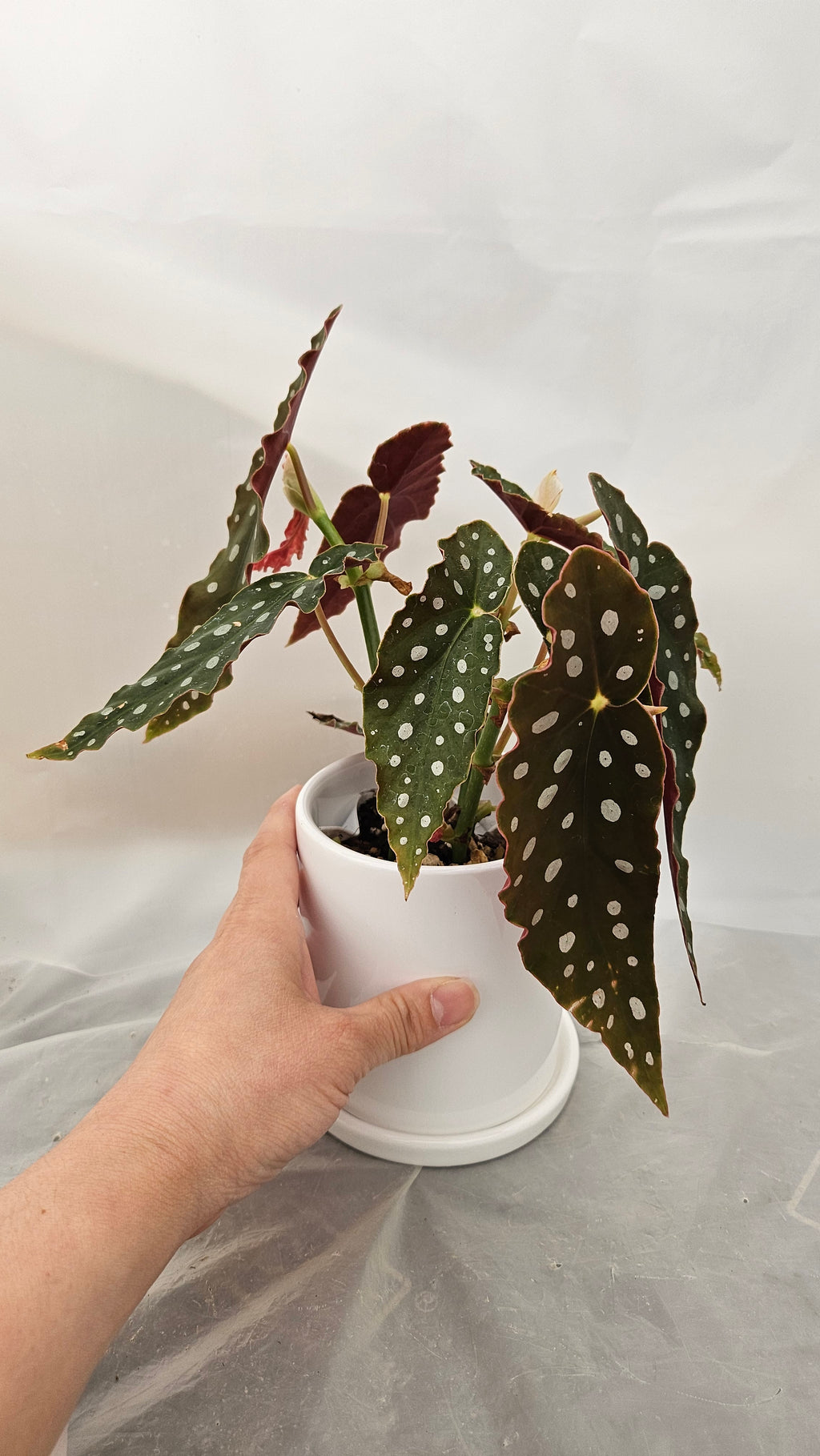 送料無料　ベゴニアマクラータ　陶器鉢　観葉植物