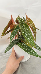 送料無料　ベゴニアホワイトアイス　陶器鉢　観葉植物