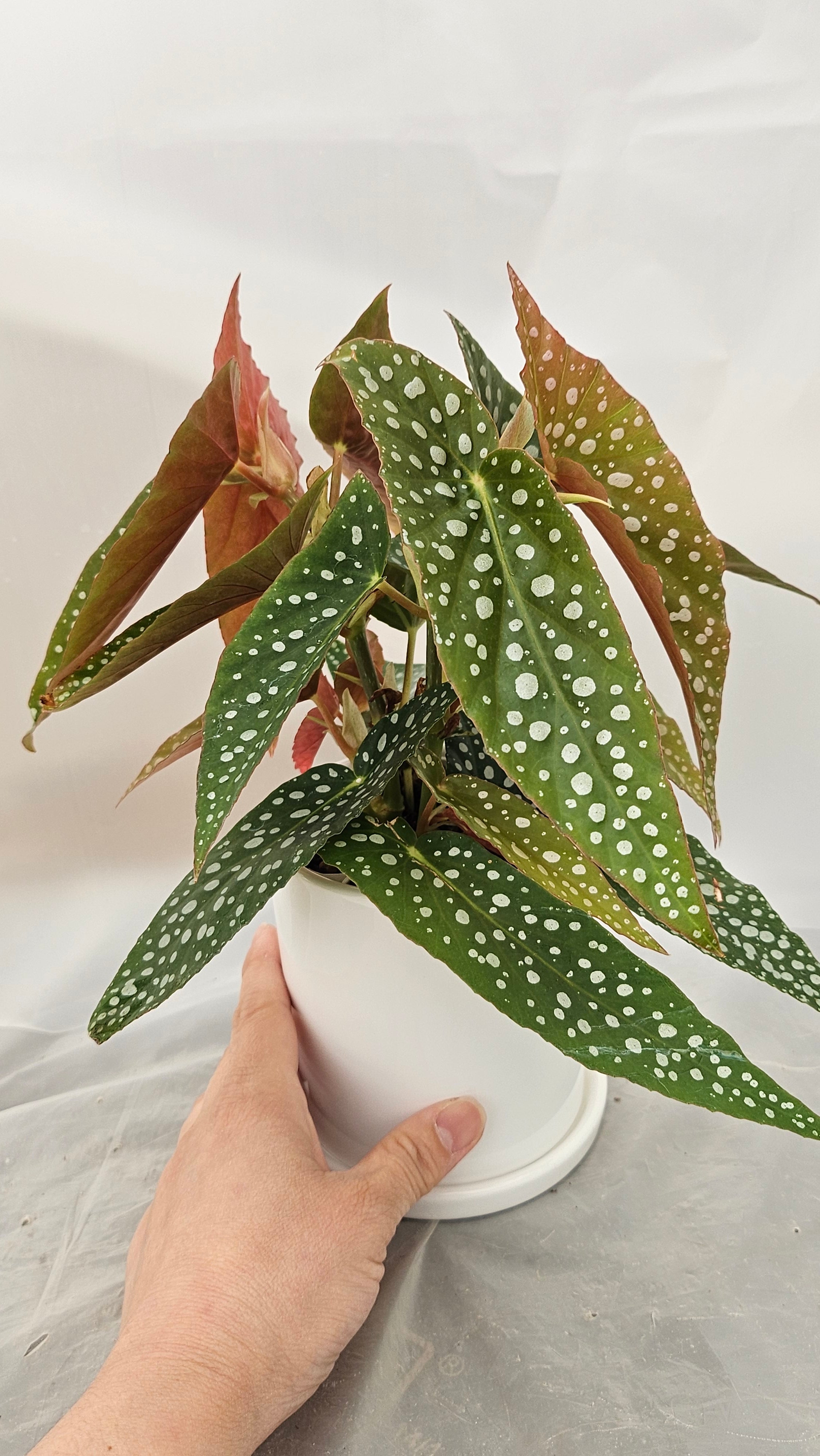 送料無料　ベゴニアホワイトアイス　陶器鉢　観葉植物