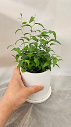 送料無料　アスパラ　スマイラックス　陶器鉢　観葉植物