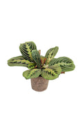 送料無料　マランタレウコネウラ　観葉植物