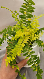 送料無料　シダ　タイガー　陶器鉢　観葉植物
