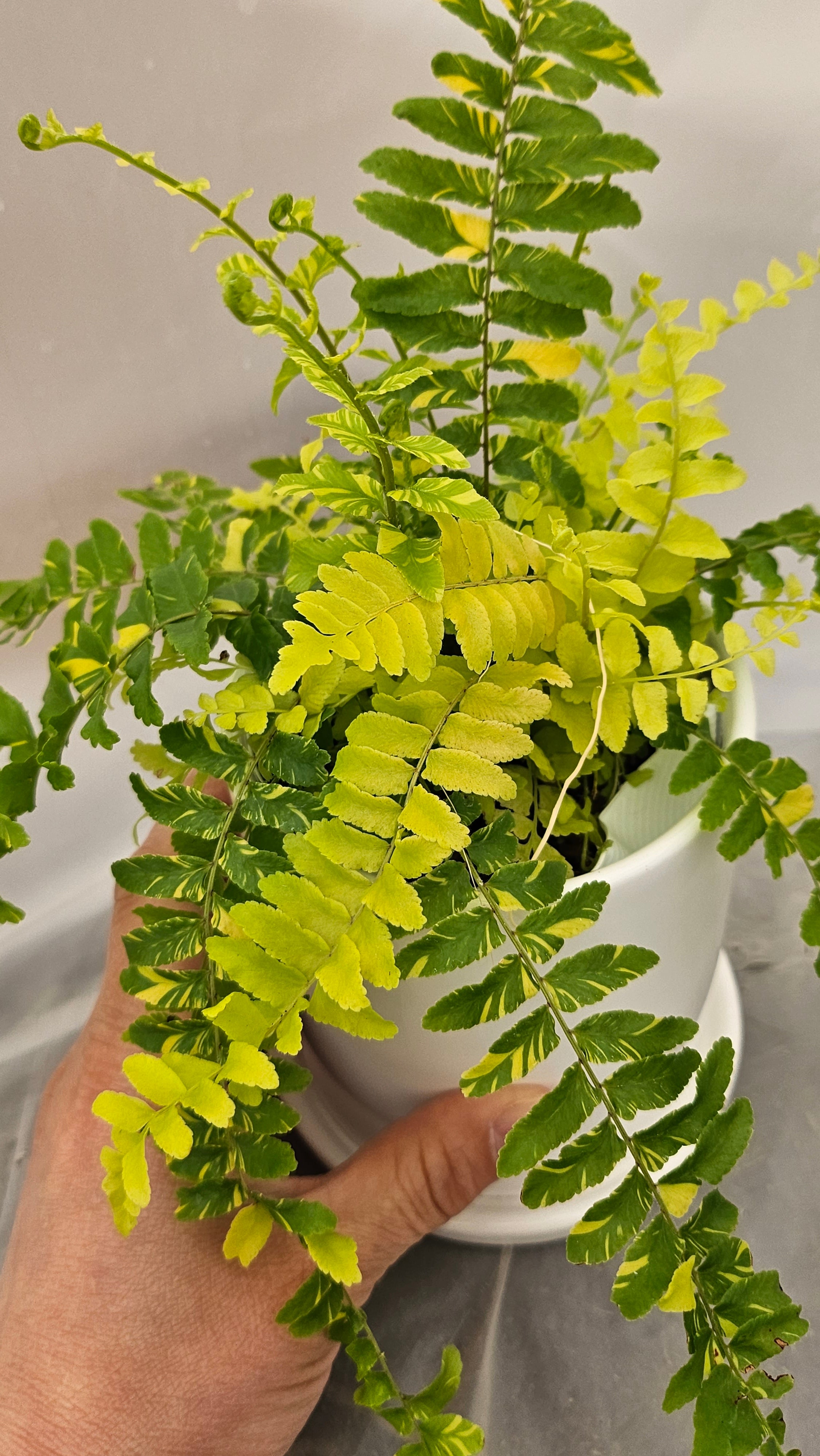 送料無料　シダ　タイガー　陶器鉢　観葉植物