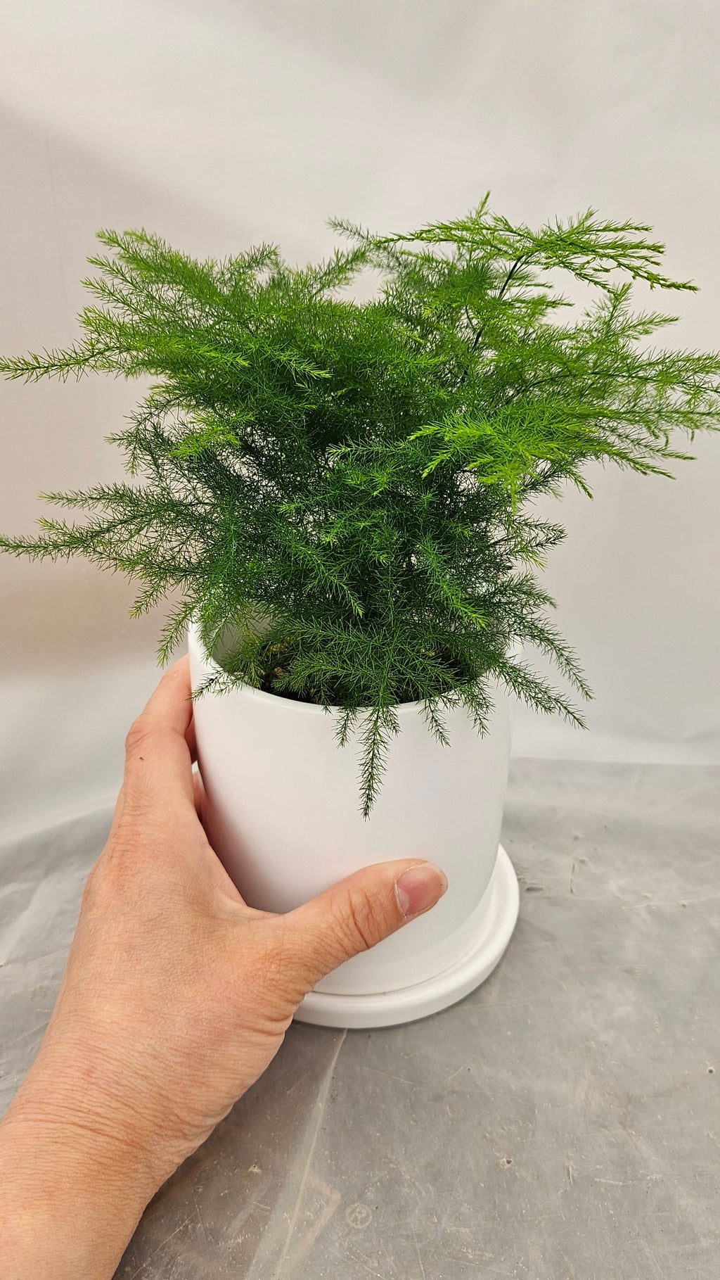 送料無料　アスパラナナス　陶器鉢　観葉植物