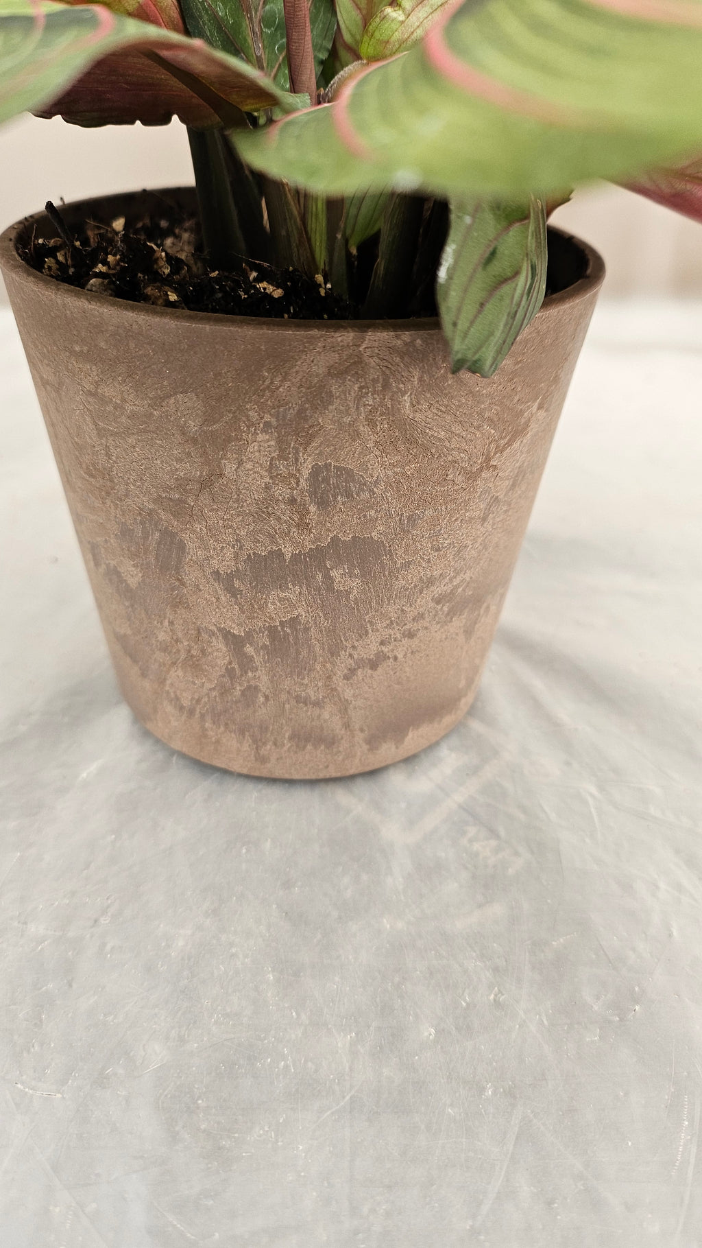 送料無料　マランタレウコネウラ　観葉植物