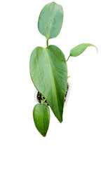 送料無料　モンステラ　バールマルクス　観葉植物