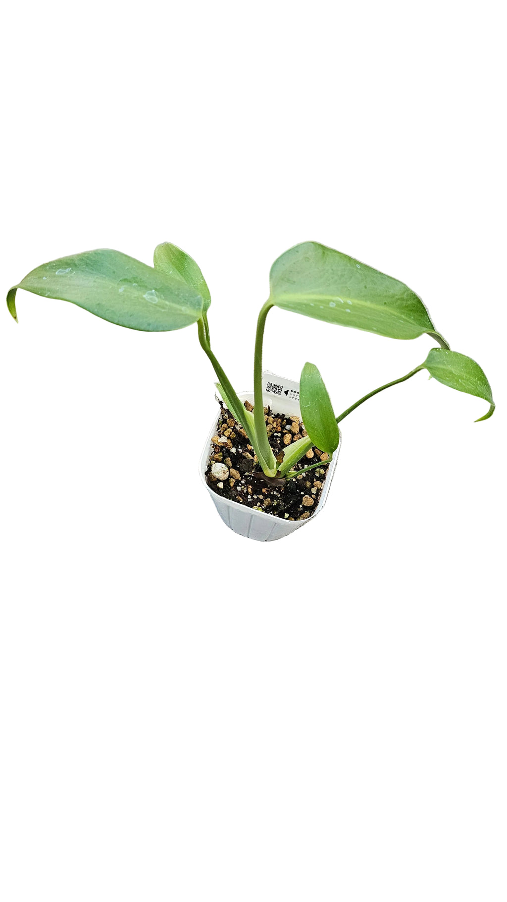 送料無料　モンステラ　バールマルクス　観葉植物