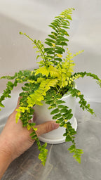 送料無料　シダ　タイガー　陶器鉢　観葉植物