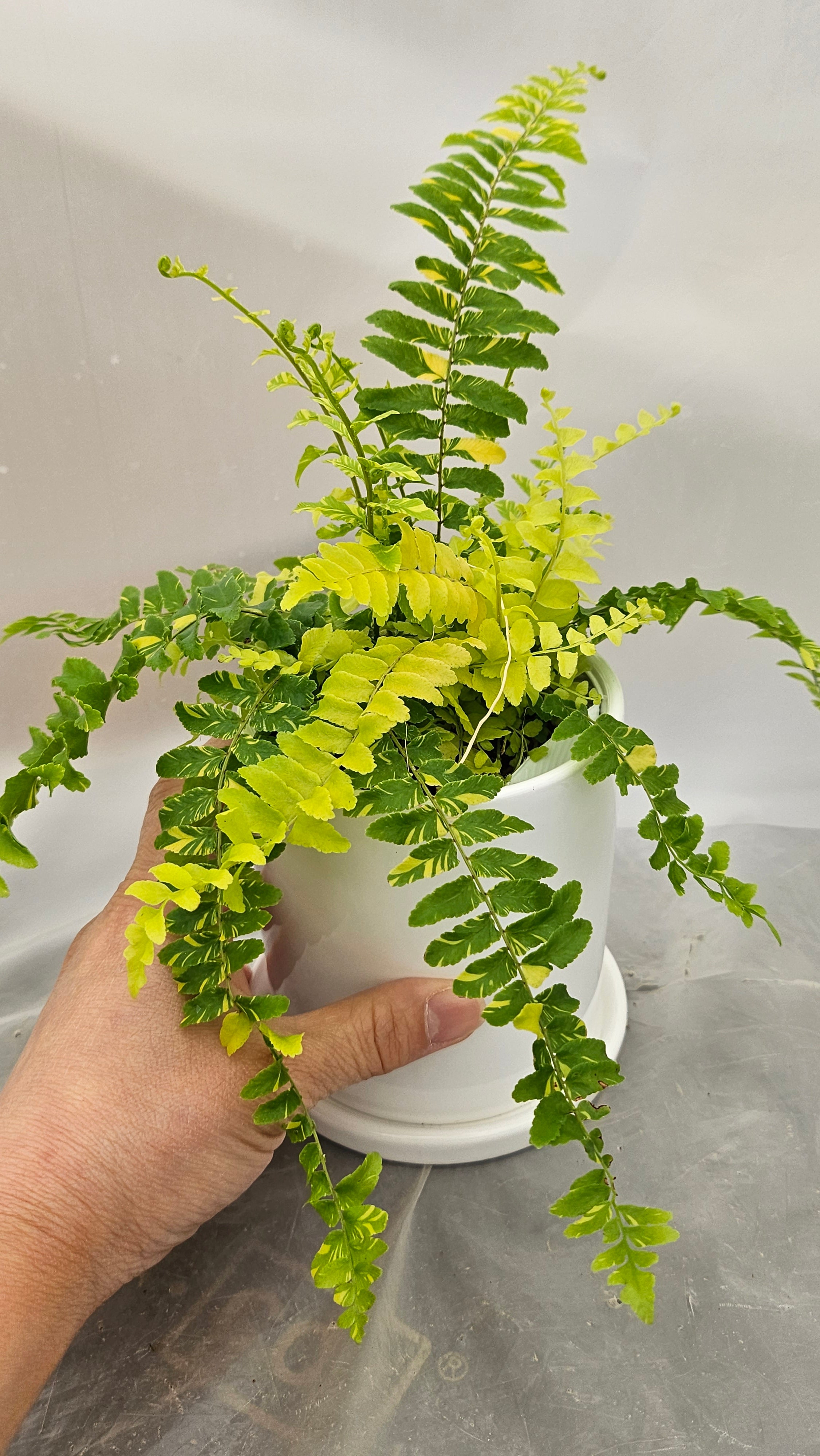 送料無料　シダ　タイガー　陶器鉢　観葉植物