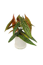 送料無料　ベゴニアホワイトアイス　陶器鉢　観葉植物
